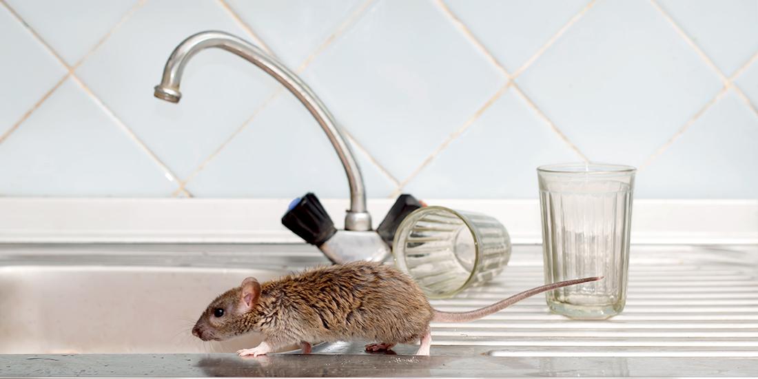 Rat Runs Across a Kitchen Counter